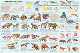 Mammal Evolution